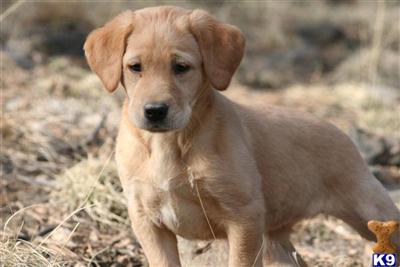 Dogs for Sale in CO